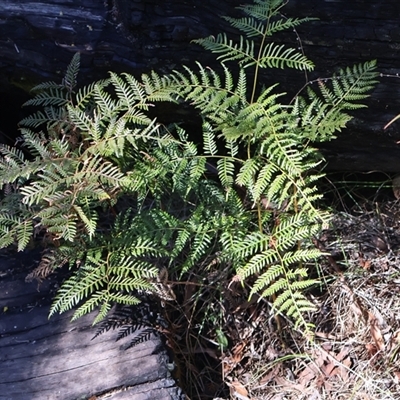 Pteridium esculentum (Bracken) at Rendezvous Creek, ACT - 20 Sep 2025 by Clarel