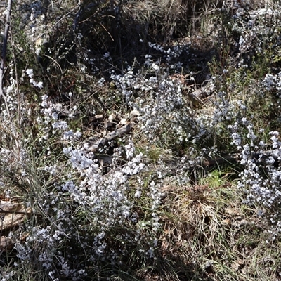 Leucopogon microphyllus var. pilibundus (Hairy Beard Heath) at Rendezvous Creek, ACT - 20 Sep 2025 by Clarel