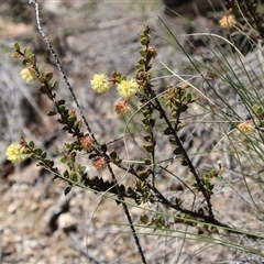 Acacia gunnii (Ploughshare Wattle) at Rendezvous Creek, ACT - 20 Sep 2025 by Clarel