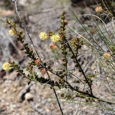 Acacia gunnii (Ploughshare Wattle) at Rendezvous Creek, ACT - 20 Sep 2025 by Clarel