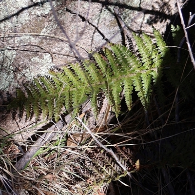 Polystichum proliferum (Mother Shield Fern) at Rendezvous Creek, ACT - 20 Sep 2025 by Clarel