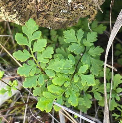 Cheilanthes sieberi subsp. sieberi (Mulga Rock Fern) at Kenny, ACT - 20 Sep 2025 by Clarel