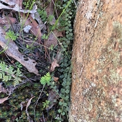 Asplenium flabellifolium (Necklace Fern) at Rendezvous Creek, ACT - 20 Sep 2025 by Clarel