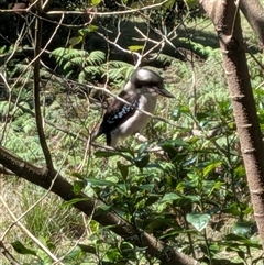 Dacelo novaeguineae (Laughing Kookaburra) at Jamberoo, NSW - 20 Sep 2025 by bereccad