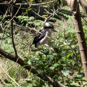 Dacelo novaeguineae (Laughing Kookaburra) at Jamberoo, NSW - 20 Sep 2025 by bereccad