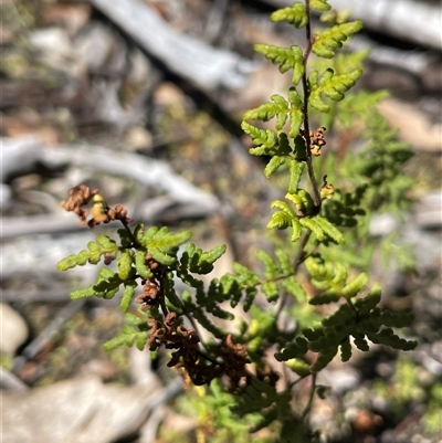 Cheilanthes sieberi subsp. sieberi (Mulga Rock Fern) at Rendezvous Creek, ACT - 20 Sep 2025 by Clarel