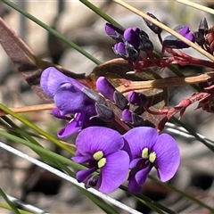 Hardenbergia violacea (False Sarsaparilla) at Rendezvous Creek, ACT - 20 Sep 2025 by Clarel
