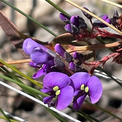 Hardenbergia violacea (False Sarsaparilla) at Rendezvous Creek, ACT - 20 Sep 2025 by Clarel