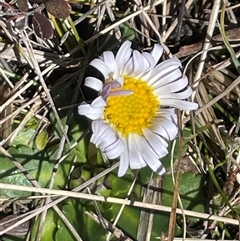 Brachyscome decipiens (Field Daisy) at Rendezvous Creek, ACT - 20 Sep 2025 by Clarel