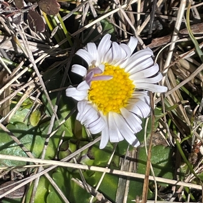 Brachyscome decipiens (Field Daisy) at Rendezvous Creek, ACT - 20 Sep 2025 by Clarel