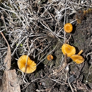 Lichenomphalia chromacea (Yellow Navel) at Rendezvous Creek, ACT - 20 Sep 2025 by Clarel