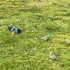 Psephotus haematonotus (Red-rumped Parrot) at Greenway, ACT - 20 Sep 2025 by Clarel