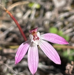Caladenia fuscata (Dusky Fingers) at Kenny, ACT - 20 Sep 2025 by Clarel