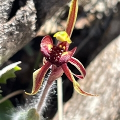 Caladenia actensis (Canberra Spider Orchid) by Clarel