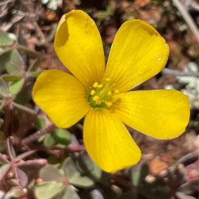 Oxalis (genus) (Wood Sorrel) at Kenny, ACT - 20 Sep 2025 by Clarel