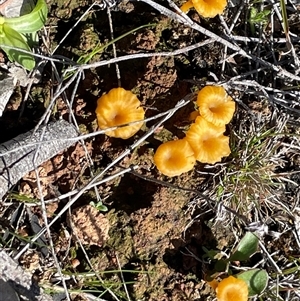 Lichenomphalia chromacea (Yellow Navel) at Kenny, ACT - 20 Sep 2025 by Clarel