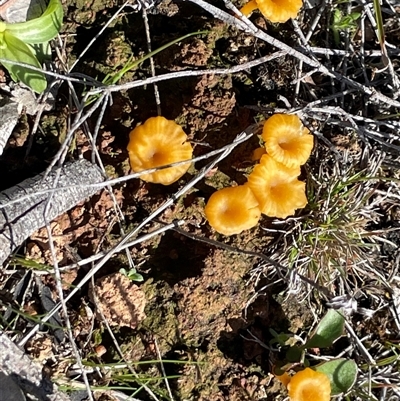 Lichenomphalia chromacea (Yellow Navel) at Kenny, ACT - 20 Sep 2025 by Clarel