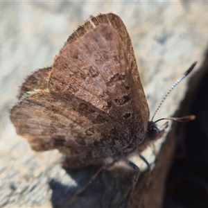 Unverified Blue or Copper (Lycaenidae) by clarehoneydove