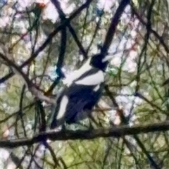 Gymnorhina tibicen (Australian Magpie) at Mount Dandenong, VIC - 20 Sep 2025 by Hejor1