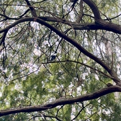 Gymnorhina tibicen at Mount Dandenong, VIC - 20 Sep 2025 04:44 PM