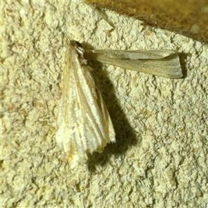 Lepidoptera unclassified ADULT moth (Unidentified - Moth) at Mount Dandenong, VIC - 20 Sep 2025 by Hejor1