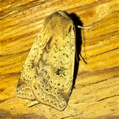Diarsia intermixta (Chevron Cutworm, Orange Peel Moth.) at Mount Dandenong, VIC - 20 Sep 2025 by Hejor1