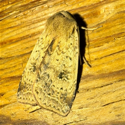 Diarsia intermixta (Chevron Cutworm, Orange Peel Moth.) at Mount Dandenong, VIC - 20 Sep 2025 by Hejor1