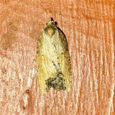 Tortricidae (family) at Mount Dandenong, VIC - 20 Sep 2025 by Hejor1