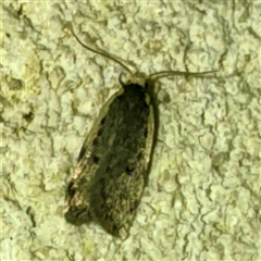 Hoplostega ochroma (a Eulechria Group moth) at Mount Dandenong, VIC - 20 Sep 2025 by Hejor1