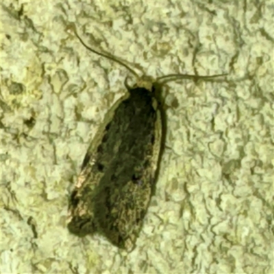 Hoplostega ochroma (a Eulechria Group moth) at Mount Dandenong, VIC - 20 Sep 2025 by Hejor1