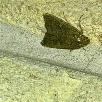 Hypoperigea tonsa (A Noctuid moth (Acronictinae) at Mount Dandenong, VIC - 20 Sep 2025 by Hejor1