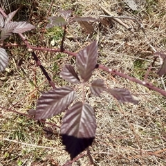 Rubus anglocandicans (Blackberry) at Rendezvous Creek, ACT - 20 Sep 2025 by VanceLawrence