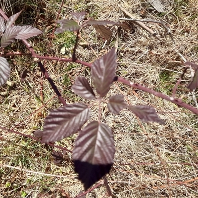 Rubus anglocandicans (Blackberry) at Rendezvous Creek, ACT - 20 Sep 2025 by VanceLawrence