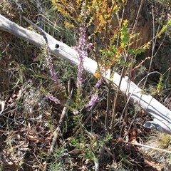 Hovea asperifolia subsp. asperifolia (Rosemary Hovea) at Booth, ACT - 20 Sep 2025 by VanceLawrence