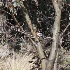 Petroica boodang (Scarlet Robin) at Rendezvous Creek, ACT - 20 Sep 2025 by VanceLawrence