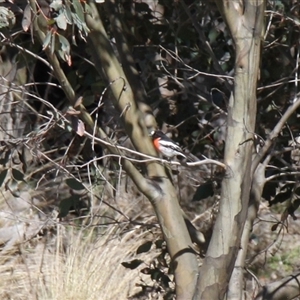 Petroica boodang (Scarlet Robin) at Rendezvous Creek, ACT - 20 Sep 2025 by VanceLawrence