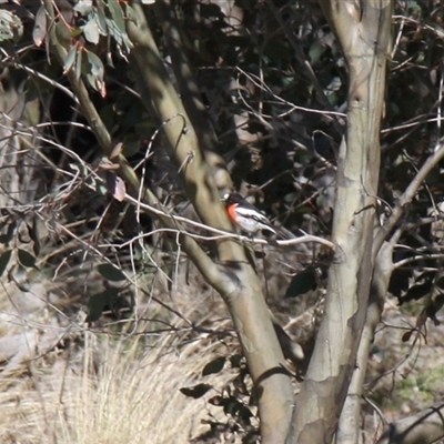 Petroica boodang (Scarlet Robin) at Rendezvous Creek, ACT - 20 Sep 2025 by VanceLawrence