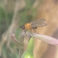 Sapromyza sp. (genus) (A lauxaniid fly) by pls047