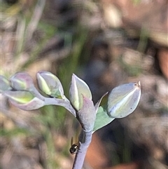 Thelymitra (genus) by pls047