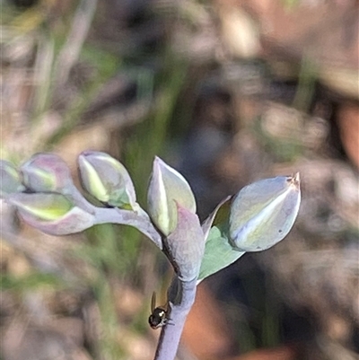 Thelymitra (genus) at  - suppressed by pls047