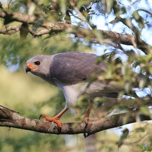 Tachyspiza novaehollandiae (Grey Goshawk) at Bunya Mountains, QLD - 22 Feb 2025 by DAdeGroot