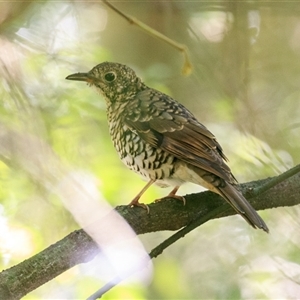 Zoothera lunulata (Bassian Thrush) at Bunya Mountains, QLD - 22 Feb 2025 by DAdeGroot