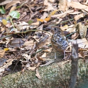 Zoothera heinei (Russet-tailed Thrush) at Ravensbourne, QLD - 24 Feb 2025 by DAdeGroot