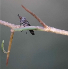 Empidoidea (superfamily) at Mongarlowe, NSW - 20 Sep 2025 by LisaH