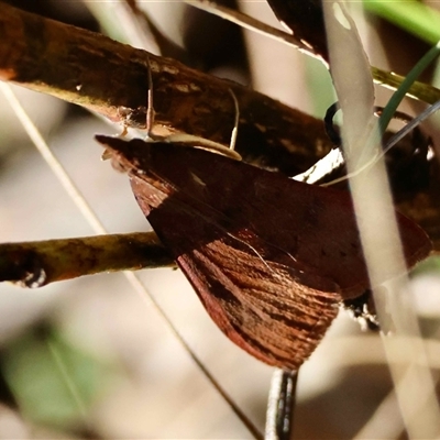 Uresiphita ornithopteralis (Tree Lucerne Moth) at Mongarlowe, NSW - 20 Sep 2025 by LisaH