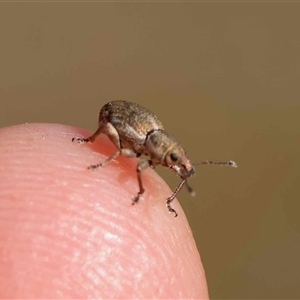 Naupactus leucoloma (White-fringed weevil) by LisaH
