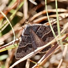 Antasia flavicapitata (Yellow-headed Heath Moth (Oenochrominae)) by LisaH