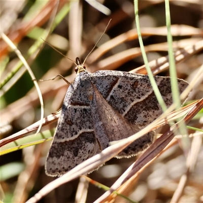 Antasia flavicapitata (Yellow-headed Heath Moth (Oenochrominae)) at  - suppressed by LisaH