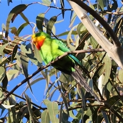 Polytelis swainsonii (Superb Parrot) at Hughes, ACT - 19 Sep 2025 by LisaH
