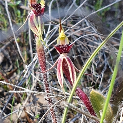 Caladenia actensis (Canberra Spider Orchid) at  - suppressed by Bubbles